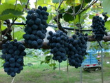 CIMG0769.JPG